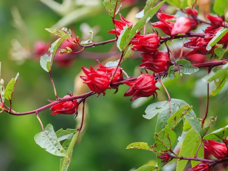 2 Roselle Hibiscus Live Plants 4-6 Inch Tall in 4 Inch Pots – Jamaican Sorrel Seedlings for Outdoor Garden - Image 2