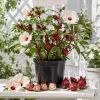 2 Roselle Hibiscus Live Plants 4-6 Inch Tall in 4 Inch Pots – Jamaican Sorrel Seedlings for Outdoor Garden - Image 1