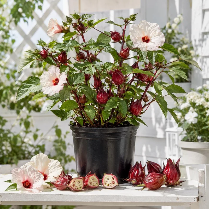 2 Roselle Hibiscus Live Plants 4-6 Inch Tall in 4 Inch Pots – Jamaican Sorrel Seedlings for Outdoor Garden - Image 1
