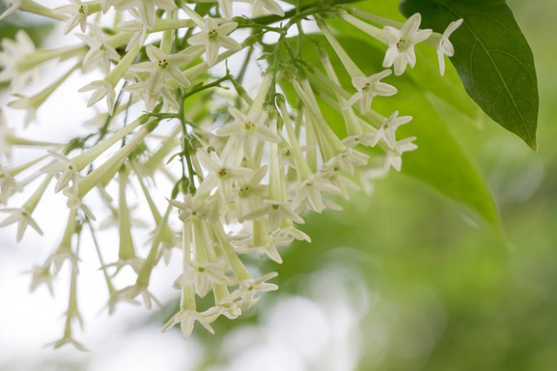 Night Blooming Jasmine