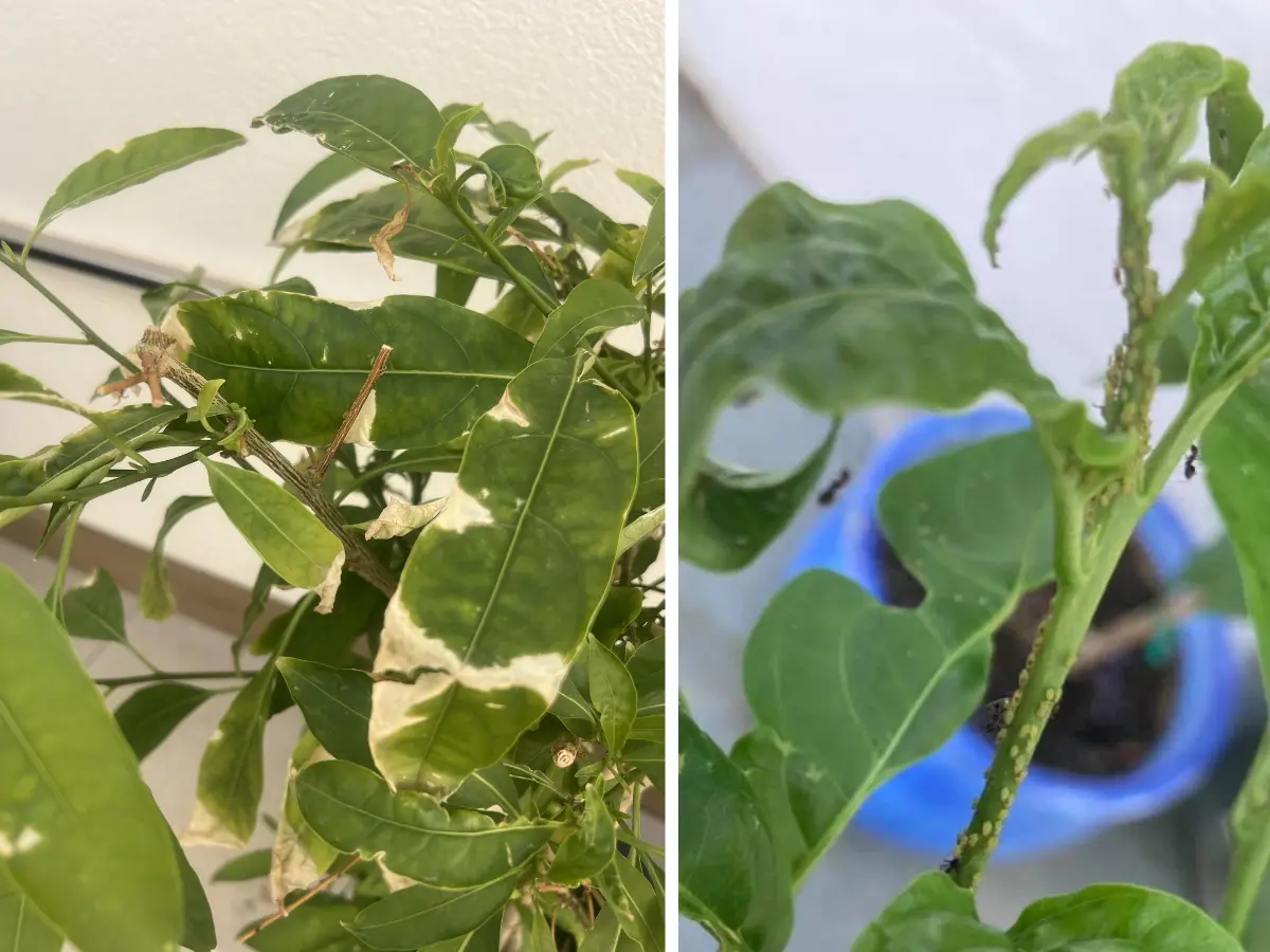 Night Blooming Jasmine Troubleshooting Common Problems