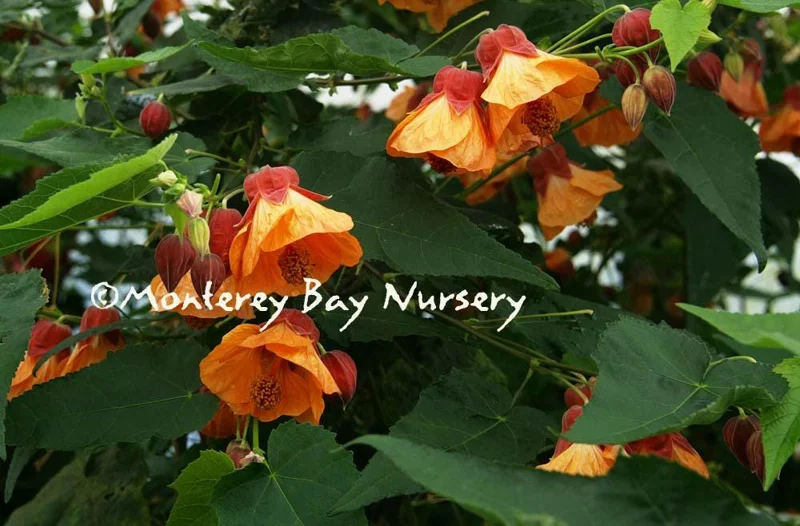 Abutilon 'Apricot' Live Plant - 2ft Tall - Flowering Shrub in 3 Gallon Pot - Image 2
