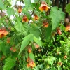 Abutilon 'Apricot' Live Plant - 2ft Tall - Flowering Shrub in 3 Gallon Pot - Image 1