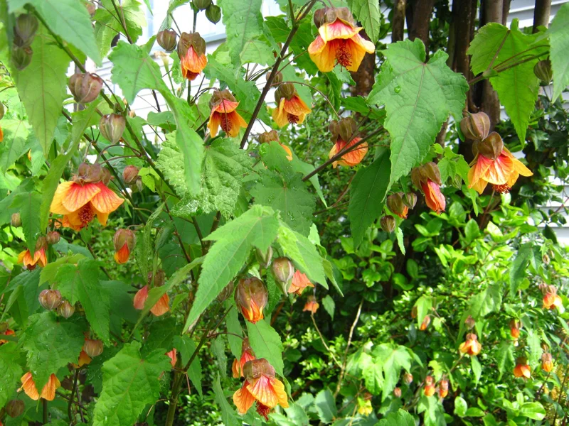 Abutilon 'Apricot' Live Plant - 2ft Tall - Flowering Shrub in 3 Gallon Pot - Image 1
