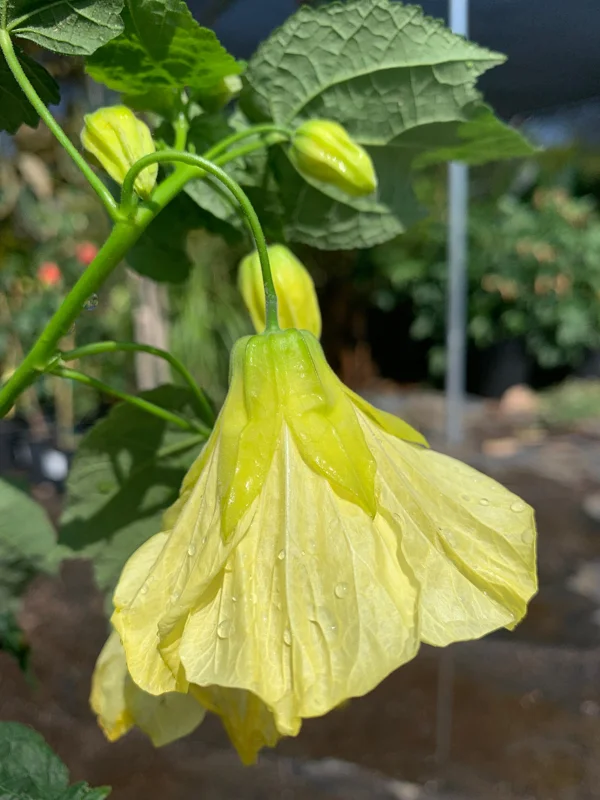 Abutilon Chiffon Live Plant – 1ft Tall – 3 inch Pot – Flowering Shrub - Image 2