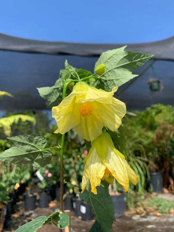 Abutilon Chiffon Live Plant – 1ft Tall – 3 inch Pot – Flowering Shrub - Image 1