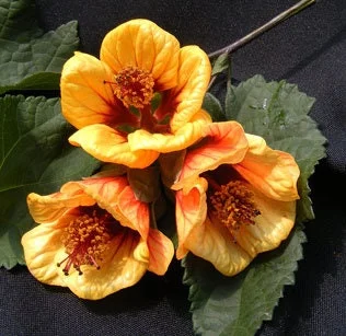 Abutilon 'Painted Bells' Live Plant - 1-2ft Tall Flowering Shrub in 6” Pot - Image 1