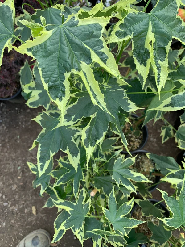 Abutilon Souvenir de Bonn Live Plant – 1 ft Tall, 6" Pot, Indoor/Outdoor Shrub - Image 2