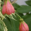Abutilon Souvenir de Bonn Live Plant – 1 ft Tall, 6" Pot, Indoor/Outdoor Shrub - Image 1