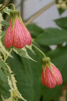 Abutilon Souvenir de Bonn Live Plant – 1 ft Tall, 6" Pot, Indoor/Outdoor Shrub - Image 1