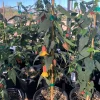 Abutilon 'Sunset' Live Plant - Flowering Maple in 6-inch Pot - Image 1