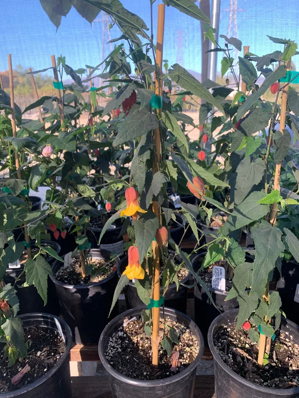 Abutilon 'Sunset' Live Plant - Flowering Maple in 6-inch Pot - Image 1