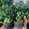 Abutilon 'Tiger Eye' Live Plant - 1 ft Tall Flowering Shrub in 6" Pot - Image 1