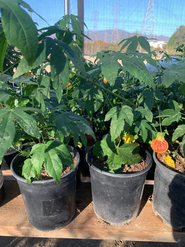 Abutilon 'Tiger Eye' Live Plant - 1 ft Tall Flowering Shrub in 6" Pot - Image 1