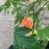 Abutilon 'Tiger Eye' Live Plant - 2-3 Feet Tall, 3 Gallon Pot - Outdoor Shrub - Image 1