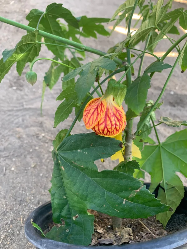 Abutilon 'Tiger Eye' Live Plant - 2-3 Feet Tall, 3 Gallon Pot - Outdoor Shrub - Image 1