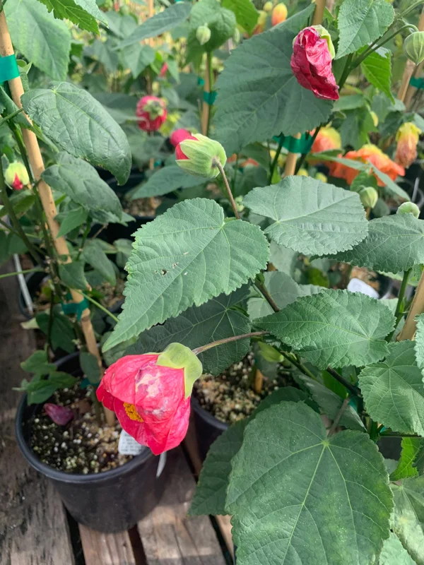 Abutilon Tropic Rose Live Plant - 1 ft Tall, Potted in 6 inch Container - Image 2