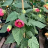 Abutilon Tropic Rose Live Plant - 1 ft Tall, Potted in 6 inch Container - Image 1