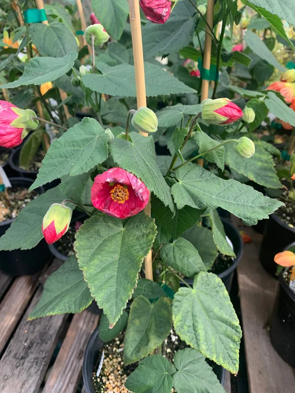 Abutilon Tropic Rose Live Plant - 1 ft Tall, Potted in 6 inch Container - Image 1