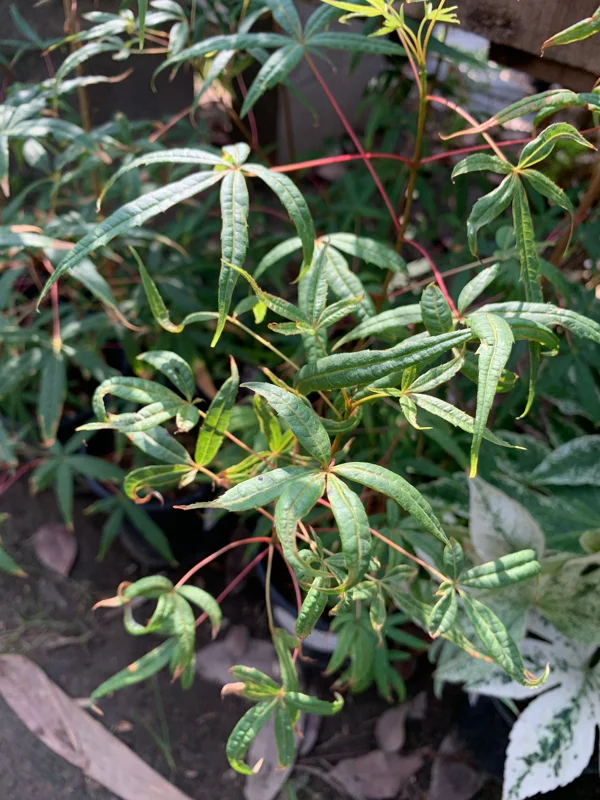 Acer Pentaphyllum Live Plant – 1-3 ft Japanese Maple – Ships in 6 inch Pot - Image 2