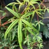 Acer Pentaphyllum Live Plant – 1-3 ft Japanese Maple – Ships in 6 inch Pot - Image 1