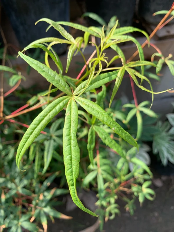 Acer Pentaphyllum Live Plant – 1-3 ft Japanese Maple – Ships in 6 inch Pot - Image 1