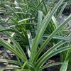 Agapanthus 'Little White Bird' Live Plant – 1 Gallon Pot – White Lily of the Nile Agapanthus 'Little White Bird' Live Plant – 1 Gallon Pot – White Lily of the Nile - Image 1
