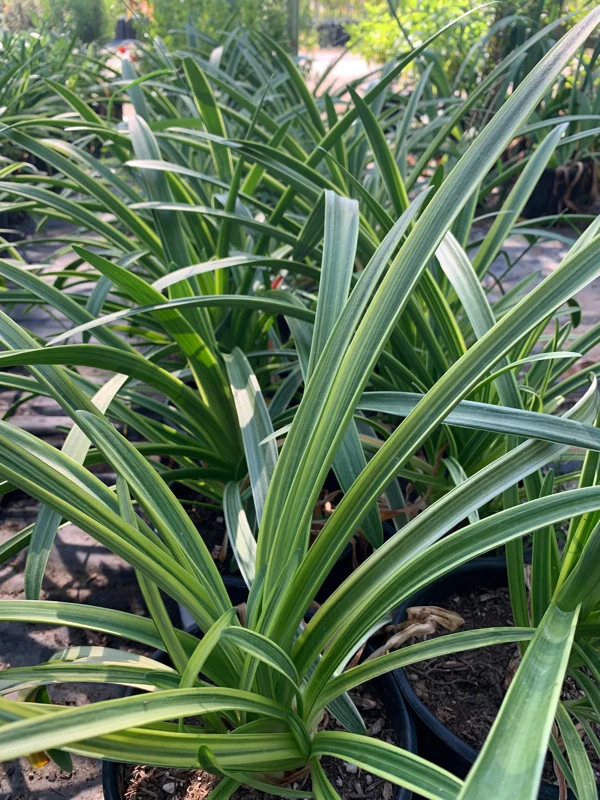 Agapanthus 'Little White Bird' Live Plant – 1 Gallon Pot – White Lily of the Nile - Image 1