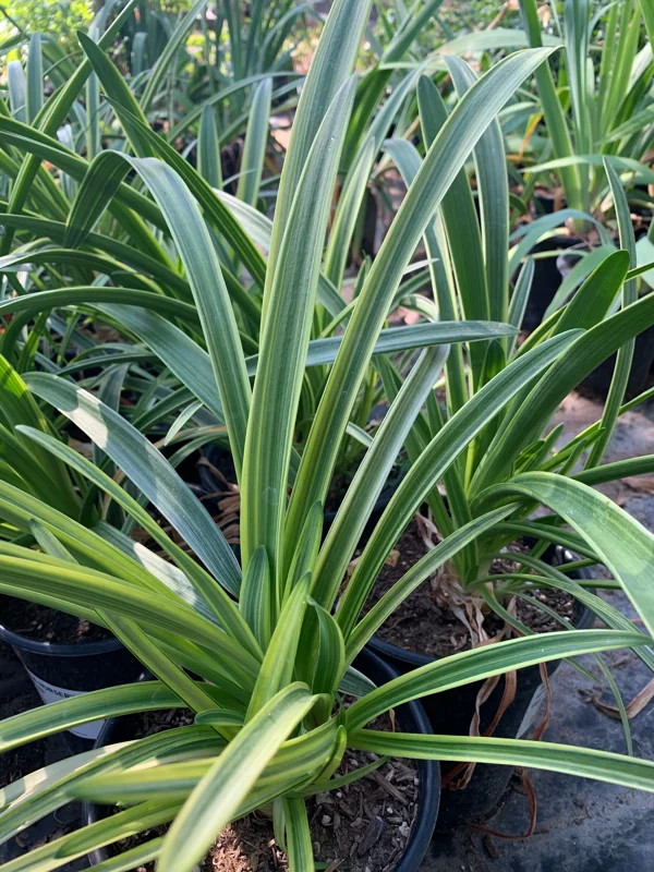 Agapanthus 'Little White Bird' Live Plant – 1 Gallon Pot – White Lily of the Nile - Image 2