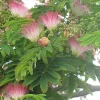 Albizia julibrissin 'E.H. Wilson' Mimosa Wilson Live Tree - 3 Feet Tall - 3 Gallon Pot Albizia julibrissin 'E.H. Wilson' Mimosa Wilson Live Tree - 3 Feet Tall - 3 Gallon Pot - Image 1