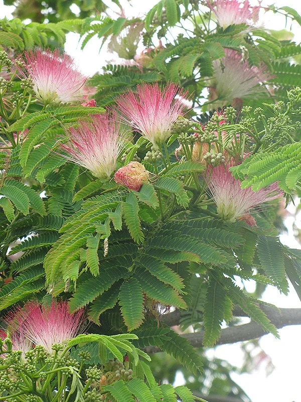 Albizia julibrissin 'E.H. Wilson' Mimosa Wilson Live Tree - 3 Feet Tall - 3 Gallon Pot - Image 1