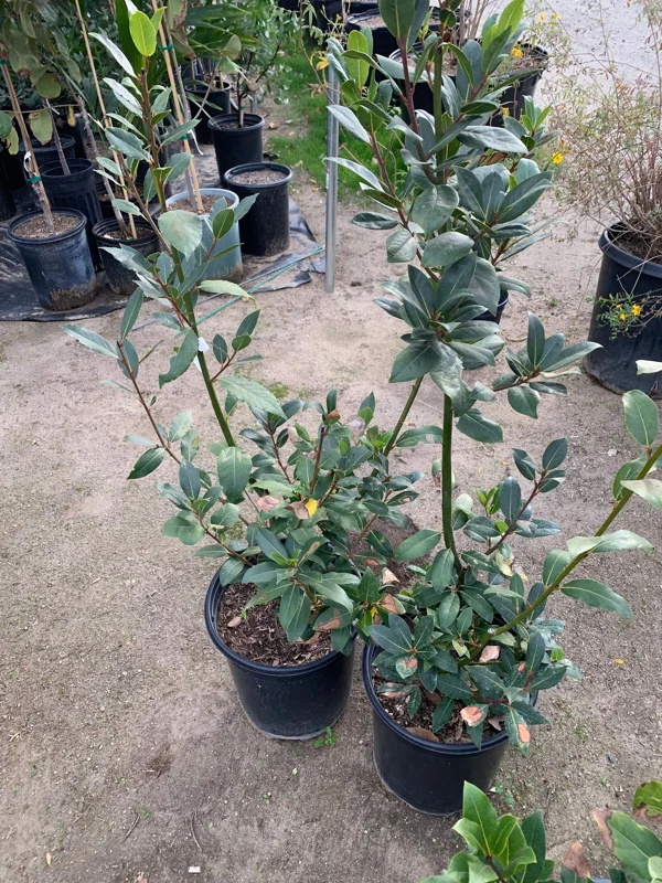 Allspice Live Plant – 2-3 Feet Tall – 3 Gallon Pot – Outdoor Shrub - Image 2