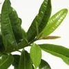Allspice Live Plant – 2-3 Feet Tall – 3 Gallon Pot – Outdoor Shrub - Image 1