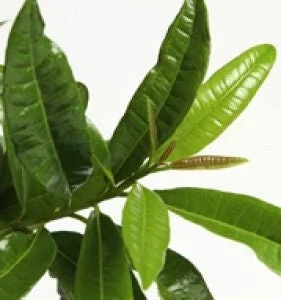 Allspice Live Plant – 2-3 Feet Tall – 3 Gallon Pot – Outdoor Shrub - Image 1