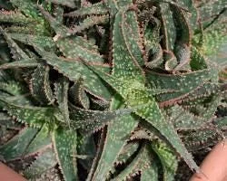Aloe 'Christmas Carol' Live Plant – Succulent – 6 inch Pot – Indoor - Image 2