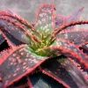 Aloe 'Christmas Carol' Live Plant – Succulent – 6 inch Pot – Indoor - Image 1