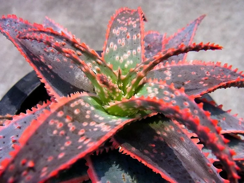 Aloe 'Christmas Carol' Live Plant – Succulent – 6 inch Pot – Indoor - Image 1