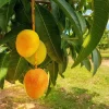 Alphonso Mango Tree - Live Plant - Grafted - 1 to 2 feet tall - 3 Gallon Pot - Image 1