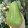 An Thai Wax Apple Live Plant - 4 Feet Tall - Ships in 3 Gallon Pot - Image 1