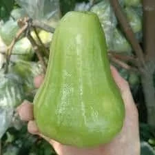 An Thai Wax Apple Live Plant - 4 Feet Tall - Ships in 3 Gallon Pot - Image 1