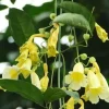 Anemopaegma chamberlaynii Live Plant – 2 ft Tall, Ships in 6 inch Pot - Image 1