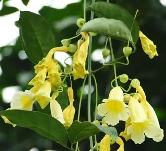 Anemopaegma chamberlaynii Live Plant – 2 ft Tall, Ships in 6 inch Pot - Image 1