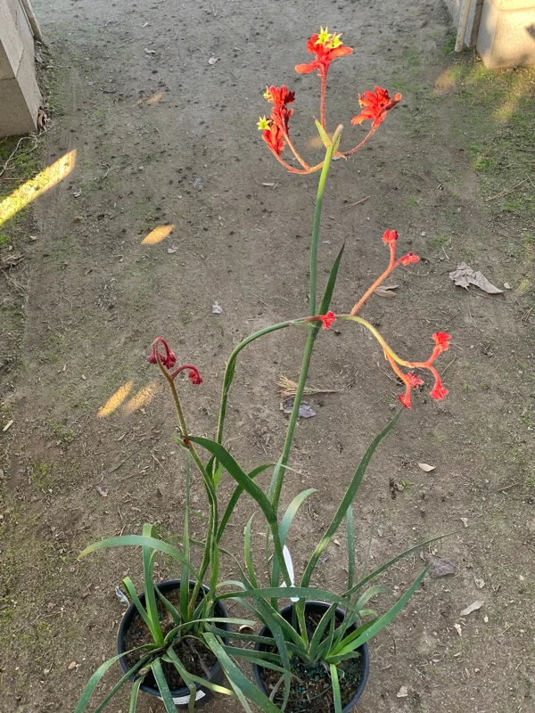 Anigozanthos 'Ruby Velvet' Live Plant – Kangaroo Paw – 6 inch Pot – Outdoor - Image 2