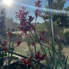 Anigozanthos 'Ruby Velvet' Live Plant – Kangaroo Paw – 6 inch Pot – Outdoor Anigozanthos 'Ruby Velvet' Live Plant – Kangaroo Paw – 6 inch Pot – Outdoor - Image 1