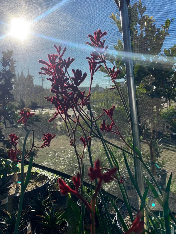 Anigozanthos 'Ruby Velvet' Live Plant – Kangaroo Paw – 6 inch Pot – Outdoor - Image 1