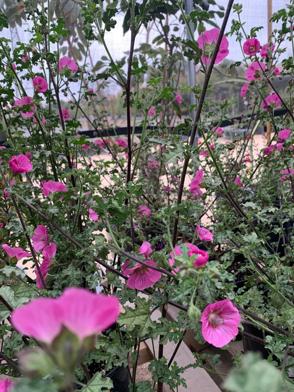 Anisodontea 'New Princess' Live Plant – 6 inch Pot – Outdoor Shrub - Image 2