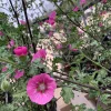 Anisodontea 'New Princess' Live Plant – 6 inch Pot – Outdoor Shrub - Image 1