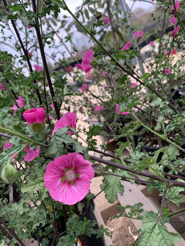 Anisodontea 'New Princess' Live Plant – 6 inch Pot – Outdoor Shrub - Image 1