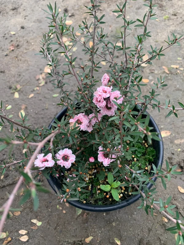 Apple Blossom Tea Tree Live Plant – Leptospermum Scoparium – 6 inch Pot - Image 2