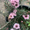 Apple Blossom Tea Tree Live Plant – Leptospermum Scoparium – 6 inch Pot - Image 1